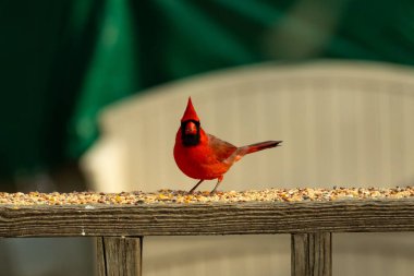 Bu güzel kardinal resim çekildiğinde kahverengi ahşap korkuluklara tünemişti. Parlak kırmızı renk erkek olduğunu gösteriyor. Kuş, etrafında kuşyemi ile ayakta duruyor..