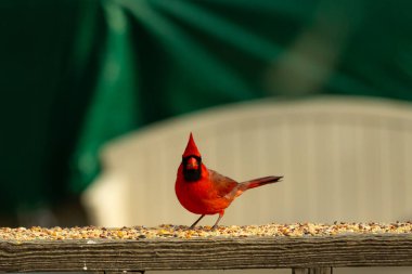 Bu güzel kardinal resim çekildiğinde kahverengi ahşap korkuluklara tünemişti. Parlak kırmızı renk erkek olduğunu gösteriyor. Kuş, etrafında kuşyemi ile ayakta duruyor..