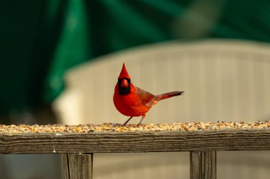 Bu güzel kardinal resim çekildiğinde kahverengi ahşap korkuluklara tünemişti. Parlak kırmızı renk erkek olduğunu gösteriyor. Kuş, etrafında kuşyemi ile ayakta duruyor..