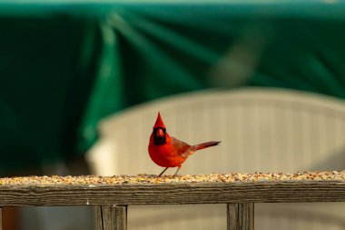 Bu güzel kardinal resim çekildiğinde kahverengi ahşap korkuluklara tünemişti. Parlak kırmızı renk erkek olduğunu gösteriyor. Kuş, etrafında kuşyemi ile ayakta duruyor..