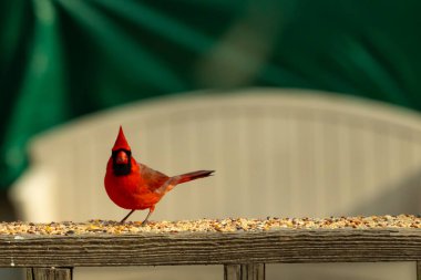 Bu güzel kardinal resim çekildiğinde kahverengi ahşap korkuluklara tünemişti. Parlak kırmızı renk erkek olduğunu gösteriyor. Kuş, etrafında kuşyemi ile ayakta duruyor..