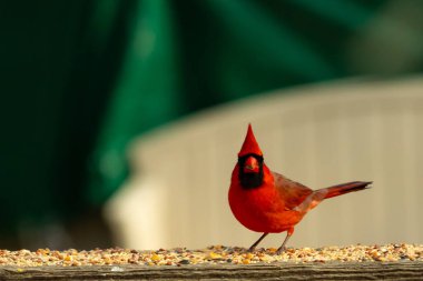 Bu güzel kardinal resim çekildiğinde kahverengi ahşap korkuluklara tünemişti. Parlak kırmızı renk erkek olduğunu gösteriyor. Kuş, etrafında kuşyemi ile ayakta duruyor..