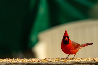 Bu güzel kardinal resim çekildiğinde kahverengi ahşap korkuluklara tünemişti. Parlak kırmızı renk erkek olduğunu gösteriyor. Kuş, etrafında kuşyemi ile ayakta duruyor..
