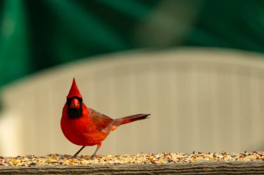 Bu güzel kardinal resim çekildiğinde kahverengi ahşap korkuluklara tünemişti. Parlak kırmızı renk erkek olduğunu gösteriyor. Kuş, etrafında kuşyemi ile ayakta duruyor..