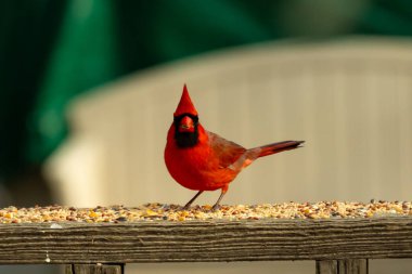 Bu güzel kardinal resim çekildiğinde kahverengi ahşap korkuluklara tünemişti. Parlak kırmızı renk erkek olduğunu gösteriyor. Kuş, etrafında kuşyemi ile ayakta duruyor..