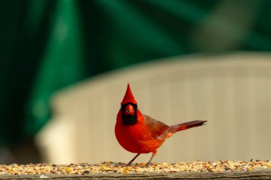 Bu güzel kardinal resim çekildiğinde kahverengi ahşap korkuluklara tünemişti. Parlak kırmızı renk erkek olduğunu gösteriyor. Kuş, etrafında kuşyemi ile ayakta duruyor..