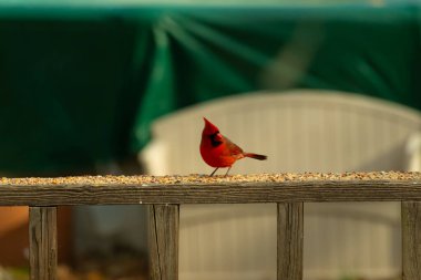 Bu güzel kardinal resim çekildiğinde kahverengi ahşap korkuluklara tünemişti. Parlak kırmızı renk erkek olduğunu gösteriyor. Kuş, etrafında kuşyemi ile ayakta duruyor..