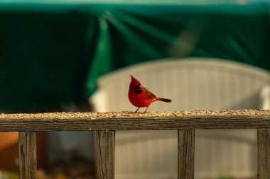 Bu güzel kardinal resim çekildiğinde kahverengi ahşap korkuluklara tünemişti. Parlak kırmızı renk erkek olduğunu gösteriyor. Kuş, etrafında kuşyemi ile ayakta duruyor..
