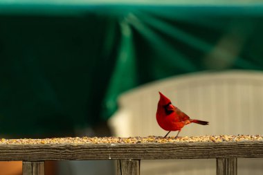 Bu güzel kardinal resim çekildiğinde kahverengi ahşap korkuluklara tünemişti. Parlak kırmızı renk erkek olduğunu gösteriyor. Kuş, etrafında kuşyemi ile ayakta duruyor..