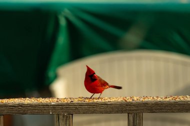 Bu güzel kardinal resim çekildiğinde kahverengi ahşap korkuluklara tünemişti. Parlak kırmızı renk erkek olduğunu gösteriyor. Kuş, etrafında kuşyemi ile ayakta duruyor..
