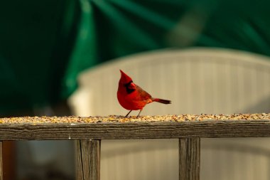 Bu güzel kardinal resim çekildiğinde kahverengi ahşap korkuluklara tünemişti. Parlak kırmızı renk erkek olduğunu gösteriyor. Kuş, etrafında kuşyemi ile ayakta duruyor..