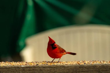 Bu güzel kardinal resim çekildiğinde kahverengi ahşap korkuluklara tünemişti. Parlak kırmızı renk erkek olduğunu gösteriyor. Kuş, etrafında kuşyemi ile ayakta duruyor..