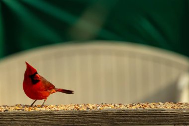 Bu güzel kardinal resim çekildiğinde kahverengi ahşap korkuluklara tünemişti. Parlak kırmızı renk erkek olduğunu gösteriyor. Kuş, etrafında kuşyemi ile ayakta duruyor..