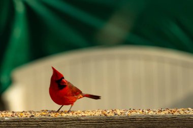 Bu güzel kardinal resim çekildiğinde kahverengi ahşap korkuluklara tünemişti. Parlak kırmızı renk erkek olduğunu gösteriyor. Kuş, etrafında kuşyemi ile ayakta duruyor..