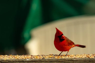 Bu güzel kardinal resim çekildiğinde kahverengi ahşap korkuluklara tünemişti. Parlak kırmızı renk erkek olduğunu gösteriyor. Kuş, etrafında kuşyemi ile ayakta duruyor..