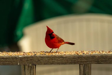 Bu güzel kardinal resim çekildiğinde kahverengi ahşap korkuluklara tünemişti. Parlak kırmızı renk erkek olduğunu gösteriyor. Kuş, etrafında kuşyemi ile ayakta duruyor..