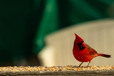 Bu güzel kardinal resim çekildiğinde kahverengi ahşap korkuluklara tünemişti. Parlak kırmızı renk erkek olduğunu gösteriyor. Kuş, etrafında kuşyemi ile ayakta duruyor..