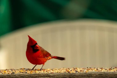 Bu güzel kardinal resim çekildiğinde kahverengi ahşap korkuluklara tünemişti. Parlak kırmızı renk erkek olduğunu gösteriyor. Kuş, etrafında kuşyemi ile ayakta duruyor..