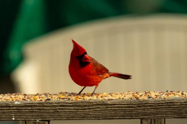 Bu güzel kardinal resim çekildiğinde kahverengi ahşap korkuluklara tünemişti. Parlak kırmızı renk erkek olduğunu gösteriyor. Kuş, etrafında kuşyemi ile ayakta duruyor..