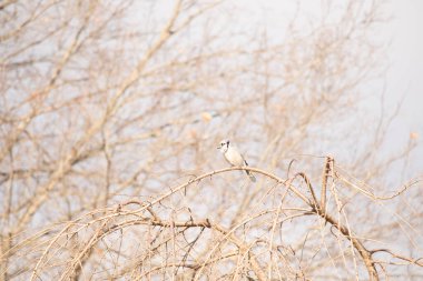 Güzel mavi kuş fotoğraf çekildiğinde ağacın tepesine tünemiş. Bu kuşun dallarında kış mevsimi nedeniyle yapraklar yok. Kuşun ağzında mısır var gibi görünüyor..