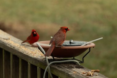 Bu, su içmeye gelen güzel bir kardinalin resmi. Parlak kırmızı renk erkek olduğunu gösteriyor. Başka bir çocuk korkulukta kuş yemi yerken görülmüş..