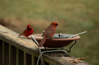 Bu, su içmeye gelen güzel bir kardinalin resmi. Parlak kırmızı renk erkek olduğunu gösteriyor. Başka bir çocuk korkulukta kuş yemi yerken görülmüş..