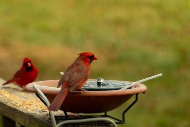 Bu, su içmeye gelen güzel bir kardinalin resmi. Parlak kırmızı renk erkek olduğunu gösteriyor. Başka bir çocuk korkulukta kuş yemi yerken görülmüş..