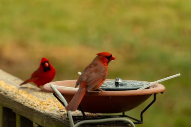 Bu, su içmeye gelen güzel bir kardinalin resmi. Parlak kırmızı renk erkek olduğunu gösteriyor. Başka bir çocuk korkulukta kuş yemi yerken görülmüş..