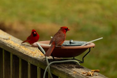 Bu, su içmeye gelen güzel bir kardinalin resmi. Parlak kırmızı renk erkek olduğunu gösteriyor. Başka bir çocuk korkulukta kuş yemi yerken görülmüş..