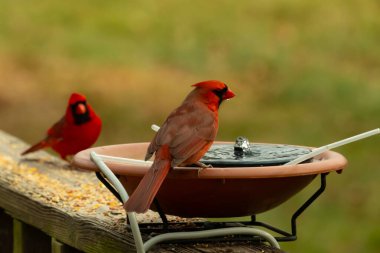 Bu, su içmeye gelen güzel bir kardinalin resmi. Parlak kırmızı renk erkek olduğunu gösteriyor. Başka bir çocuk korkulukta kuş yemi yerken görülmüş..