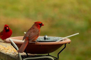 Bu, su içmeye gelen güzel bir kardinalin resmi. Parlak kırmızı renk erkek olduğunu gösteriyor. Başka bir çocuk korkulukta kuş yemi yerken görülmüş..