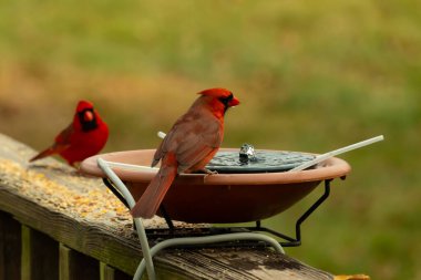 Bu, su içmeye gelen güzel bir kardinalin resmi. Parlak kırmızı renk erkek olduğunu gösteriyor. Başka bir çocuk korkulukta kuş yemi yerken görülmüş..