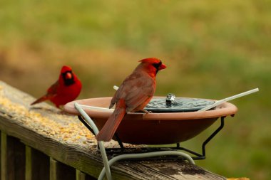 Bu, su içmeye gelen güzel bir kardinalin resmi. Parlak kırmızı renk erkek olduğunu gösteriyor. Başka bir çocuk korkulukta kuş yemi yerken görülmüş..