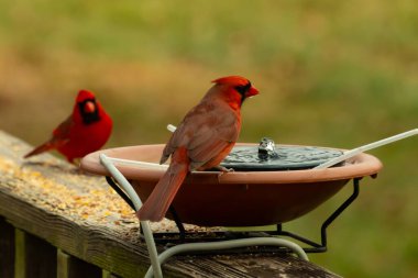 Bu, su içmeye gelen güzel bir kardinalin resmi. Parlak kırmızı renk erkek olduğunu gösteriyor. Başka bir çocuk korkulukta kuş yemi yerken görülmüş..