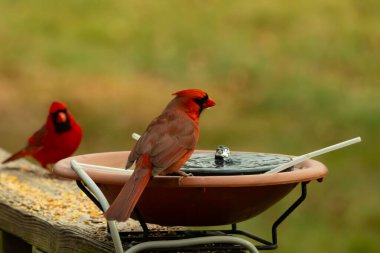 Bu, su içmeye gelen güzel bir kardinalin resmi. Parlak kırmızı renk erkek olduğunu gösteriyor. Başka bir çocuk korkulukta kuş yemi yerken görülmüş..