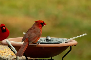 Bu, su içmeye gelen güzel bir kardinalin resmi. Parlak kırmızı renk erkek olduğunu gösteriyor. Başka bir çocuk korkulukta kuş yemi yerken görülmüş..
