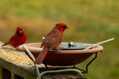Bu, su içmeye gelen güzel bir kardinalin resmi. Parlak kırmızı renk erkek olduğunu gösteriyor. Başka bir çocuk korkulukta kuş yemi yerken görülmüş..