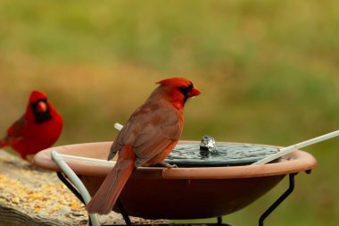 Bu, su içmeye gelen güzel bir kardinalin resmi. Parlak kırmızı renk erkek olduğunu gösteriyor. Başka bir çocuk korkulukta kuş yemi yerken görülmüş..