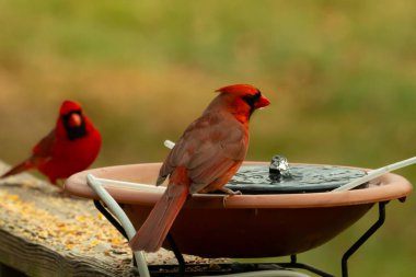Bu, su içmeye gelen güzel bir kardinalin resmi. Parlak kırmızı renk erkek olduğunu gösteriyor. Başka bir çocuk korkulukta kuş yemi yerken görülmüş..