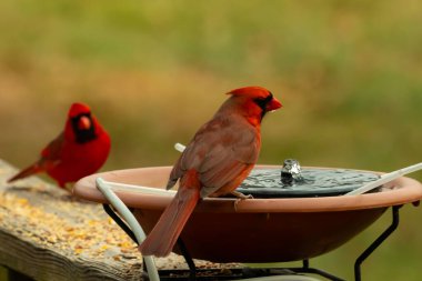 Bu, su içmeye gelen güzel bir kardinalin resmi. Parlak kırmızı renk erkek olduğunu gösteriyor. Başka bir çocuk korkulukta kuş yemi yerken görülmüş..