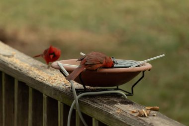Bu, su içmeye gelen güzel bir kardinalin resmi. Parlak kırmızı renk erkek olduğunu gösteriyor. Başka bir çocuk korkulukta kuş yemi yerken görülmüş..