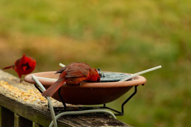 Bu, su içmeye gelen güzel bir kardinalin resmi. Parlak kırmızı renk erkek olduğunu gösteriyor. Başka bir çocuk korkulukta kuş yemi yerken görülmüş..