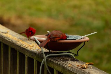 Bu, su içmeye gelen güzel bir kardinalin resmi. Parlak kırmızı renk erkek olduğunu gösteriyor. Başka bir çocuk korkulukta kuş yemi yerken görülmüş..