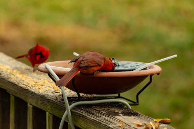 Bu, su içmeye gelen güzel bir kardinalin resmi. Parlak kırmızı renk erkek olduğunu gösteriyor. Başka bir çocuk korkulukta kuş yemi yerken görülmüş..