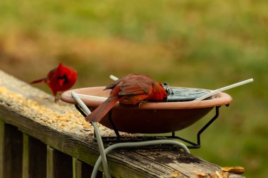 Bu, su içmeye gelen güzel bir kardinalin resmi. Parlak kırmızı renk erkek olduğunu gösteriyor. Başka bir çocuk korkulukta kuş yemi yerken görülmüş..