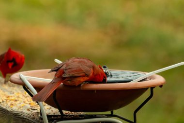 Bu, su içmeye gelen güzel bir kardinalin resmi. Parlak kırmızı renk erkek olduğunu gösteriyor. Başka bir çocuk korkulukta kuş yemi yerken görülmüş..