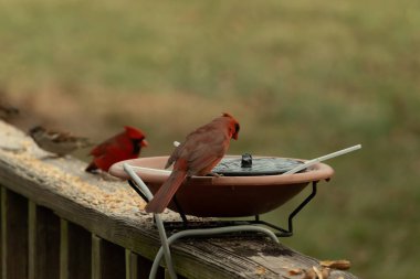Bu, su içmeye gelen güzel bir kardinalin resmi. Parlak kırmızı renk erkek olduğunu gösteriyor. Başka bir çocuk korkulukta kuş yemi yerken görülmüş..