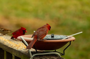 Bu, su içmeye gelen güzel bir kardinalin resmi. Parlak kırmızı renk erkek olduğunu gösteriyor. Başka bir çocuk korkulukta kuş yemi yerken görülmüş..