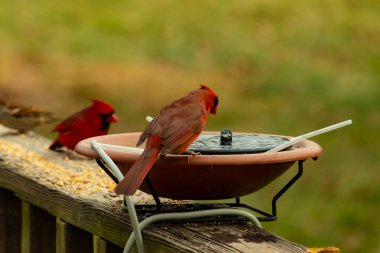 Bu, su içmeye gelen güzel bir kardinalin resmi. Parlak kırmızı renk erkek olduğunu gösteriyor. Başka bir çocuk korkulukta kuş yemi yerken görülmüş..