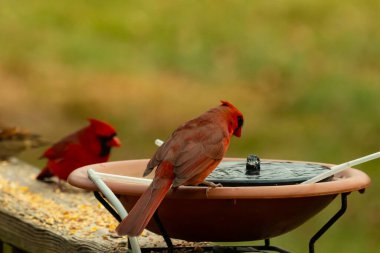Bu, su içmeye gelen güzel bir kardinalin resmi. Parlak kırmızı renk erkek olduğunu gösteriyor. Başka bir çocuk korkulukta kuş yemi yerken görülmüş..